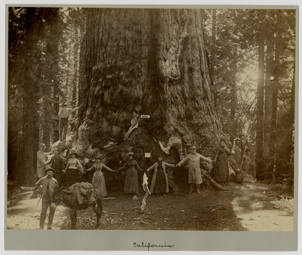 Unknown Artist Untitled (The Giant, Henry Cowell Redwoods State Park), c. 1885 Albumen print