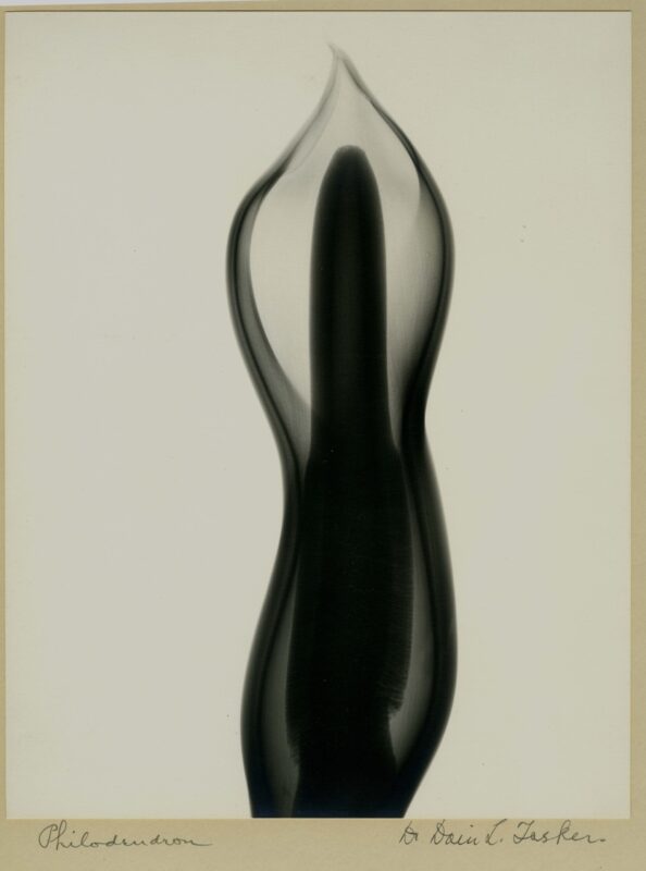 Dain L. Tasker, Monstera Blossom – An X-ray, c. 1930