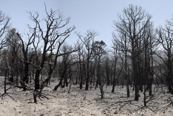 Photograph of burnt trees