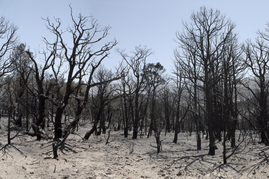 Photograph of burnt trees