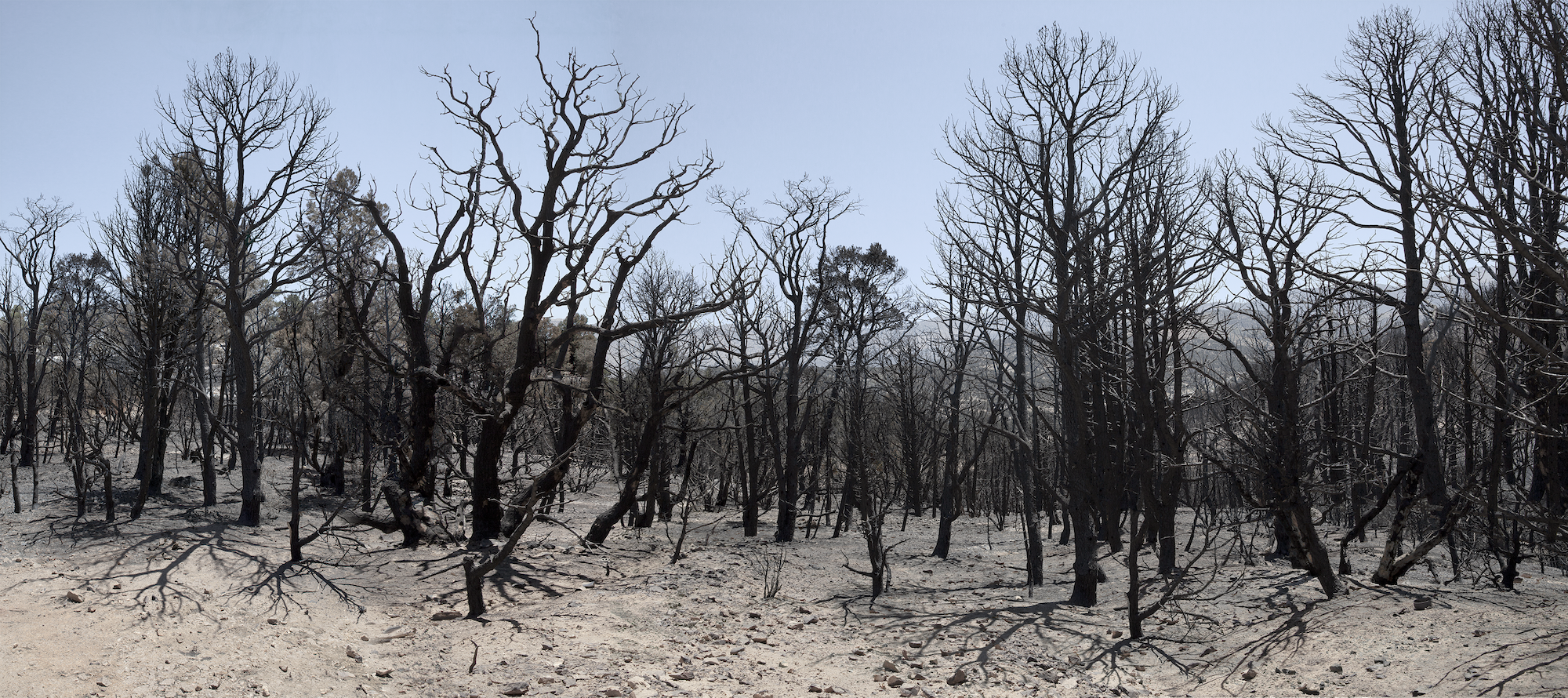 Photograph of burnt trees